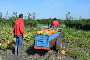 Pompoenen oogsten op het veld.